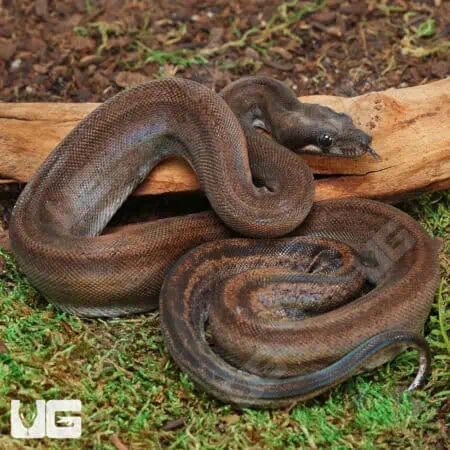 Leopard Motley (Eclipse) Het Albino Boa For Sale - Underground