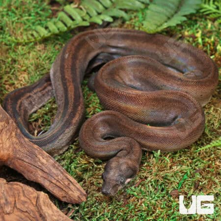Leopard Motley (Eclipse) Het Albino Boa For Sale - Underground Reptiles