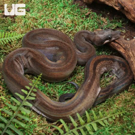 Leopard Motley (Eclipse) Het Albino Boa For Sale - Underground Reptiles