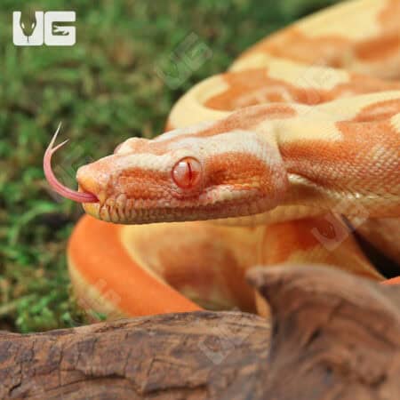 Female Motley Sharp Sunglow (Blue Line) B2 For Sale - Underground Reptiles