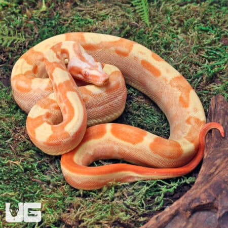 Female Motley Sharp Sunglow (Blue Line) B2 For Sale - Underground Reptiles
