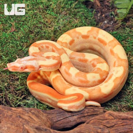 Female Motley Sharp Sunglow (Blue Line) B2 For Sale - Underground Reptiles