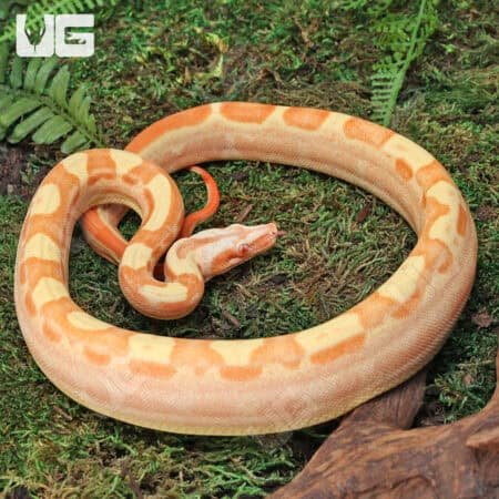 Female Motley Sharp Sunglow (Blue Line) B2 For Sale - Underground Reptiles