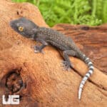 Baby Patternless Green Tokay Gecko For Sale - Underground Reptiles