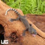 Baby Patternless Green Tokay Gecko For Sale - Underground Reptiles