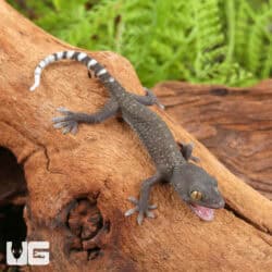 Baby Patternless Green Tokay Gecko For Sale - Underground Reptiles