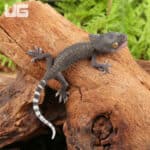 Baby Patternless Green Tokay Gecko For Sale - Underground Reptiles