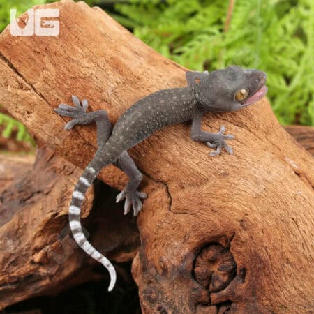 Baby Patternless Green Tokay Gecko For Sale - Underground Reptiles