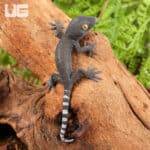 Baby Patternless Green Tokay Gecko For Sale - Underground Reptiles