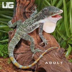Giant Western Anole For Sale - Underground Reptiles