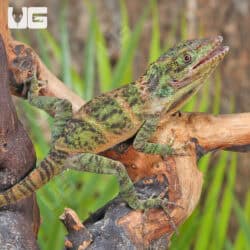 Giant Western Anole For Sale - Underground Reptiles