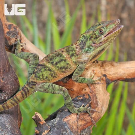 Giant Western Anole For Sale - Underground Reptiles