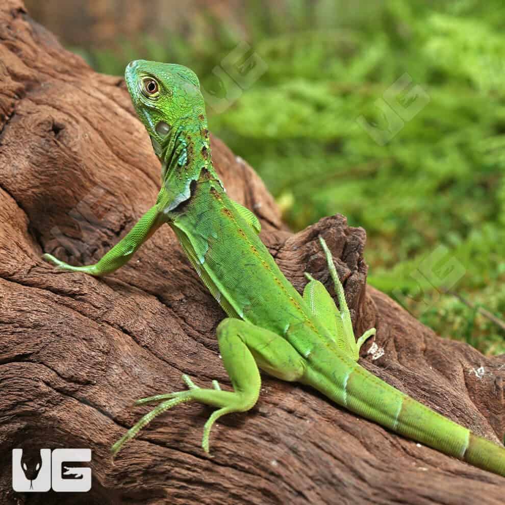 Hatchling Green Iguanas for sale Underground Reptiles