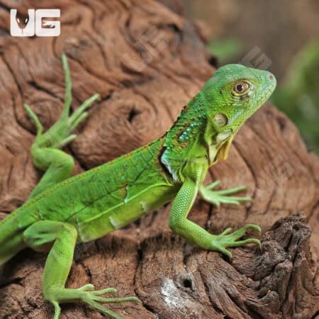 Hatchling Green Iguanas for sale - Underground Reptiles