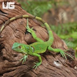 Hatchling Green Iguanas for sale - Underground Reptiles