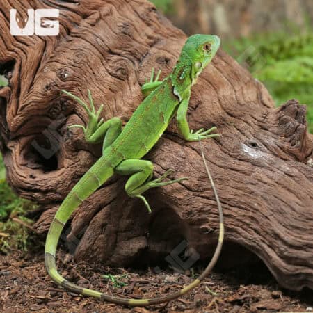 Hatchling Green Iguanas for sale - Underground Reptiles