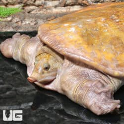 Hypo Asiatic Softshell Turtle Pairs for sale - Underground Reptiles