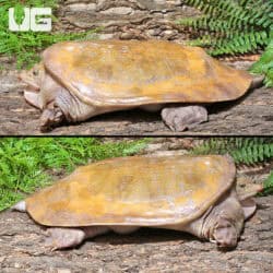 Hypo Asiatic Softshell Turtle Pairs for sale - Underground Reptiles