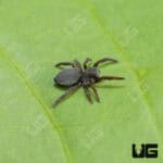 Italian Ladybird Spider (Eresus ruficapillus) For Sale - Underground Reptiles