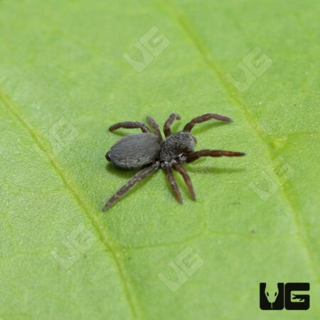 Italian Ladybird Spider (Eresus ruficapillus) For Sale - Underground Reptiles