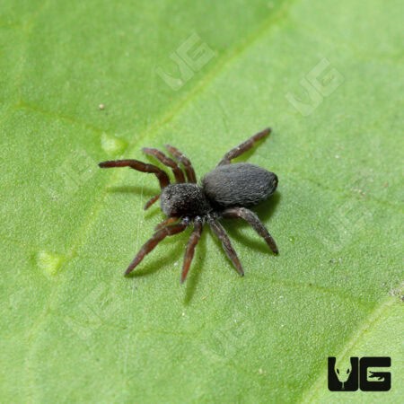 Italian Ladybird Spider (Eresus ruficapillus) For Sale - Underground Reptiles
