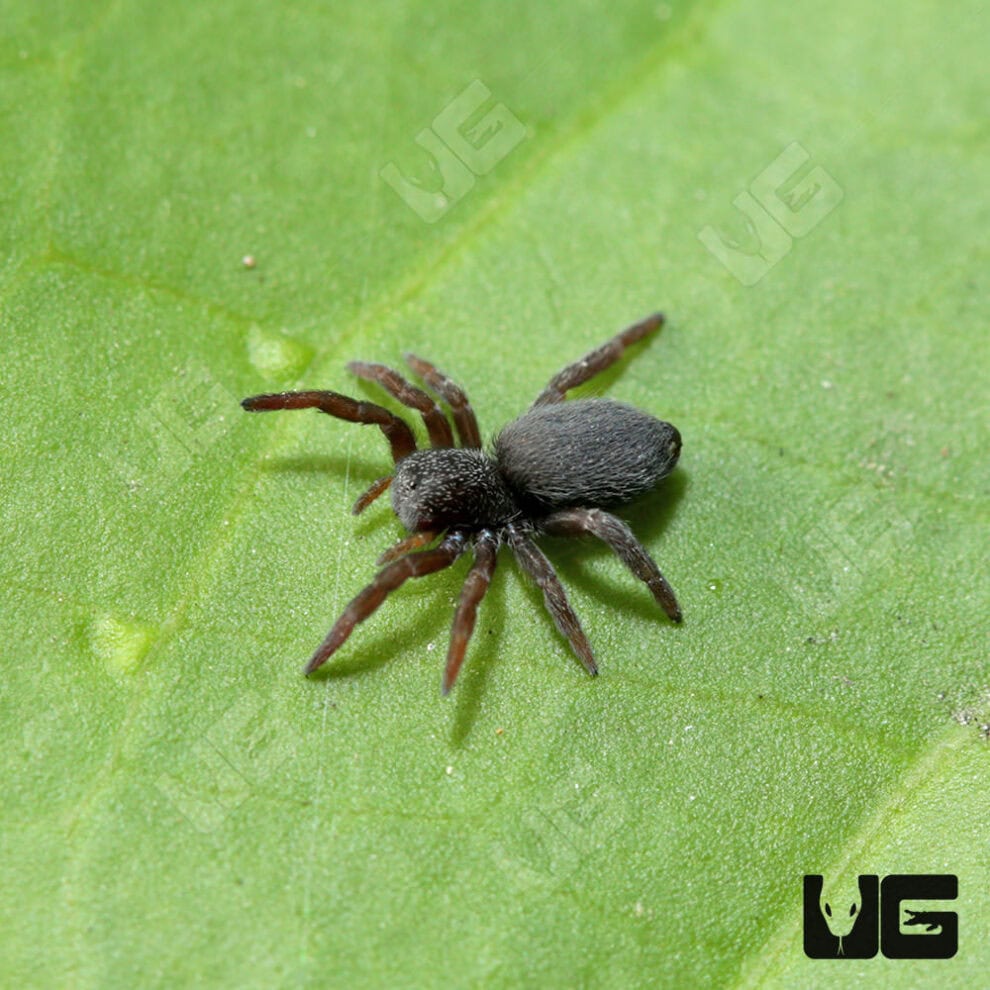 italian-ladybird-spider-eresus-ruficapillus-for-sale-underground
