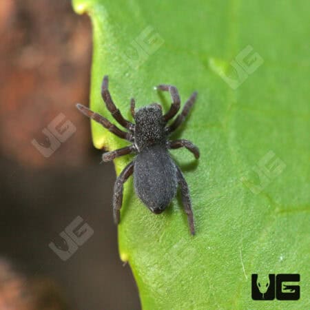 Italian Ladybird Spider (Eresus ruficapillus) For Sale - Underground Reptiles