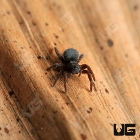 Italian Ladybird Spider (Eresus ruficapillus) For Sale - Underground Reptiles