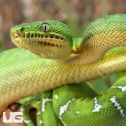 Emerald Tree Boas For Sale - Underground Reptiles