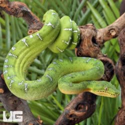 Emerald Tree Boas For Sale - Underground Reptiles