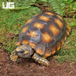 Juvenile Amazon Basin Yellow Foot Tortoise (Geochelone denticulata) For Sale - Underground Reptiles