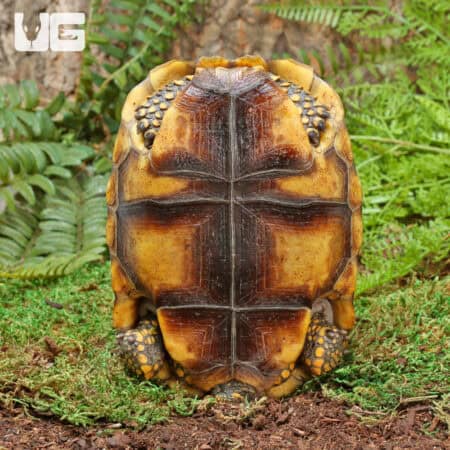 Juvenile Amazon Basin Yellow Foot Tortoise (Geochelone denticulata) For Sale - Underground Reptiles