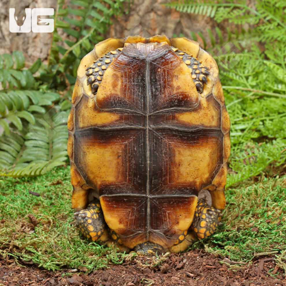 Juvenile Amazon Basin Yellow Foot Tortoise (Geochelone denticulata) For ...