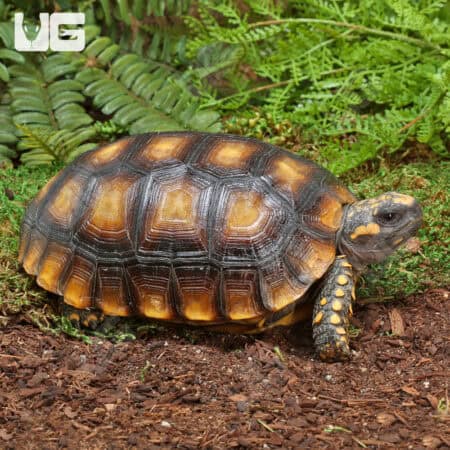 Juvenile Amazon Basin Yellow Foot Tortoise (Geochelone denticulata) For Sale - Underground Reptiles