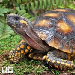 Juvenile Amazon Basin Yellow Foot Tortoise (Geochelone denticulata) For Sale - Underground Reptiles