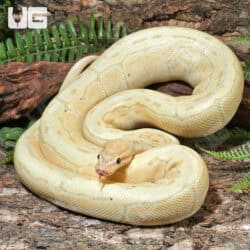 Lesser Enchi Clown Ball Python For Sale - Underground Reptiles