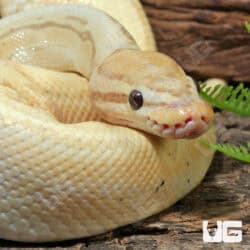 Lesser Enchi Clown Ball Python For Sale - Underground Reptiles