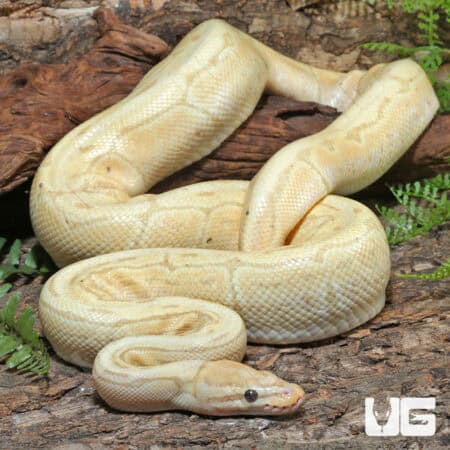 Lesser Enchi Clown Ball Python For Sale - Underground Reptiles