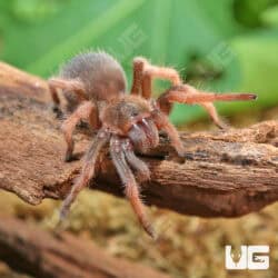 Mexican Pink Tarantula (Brachypelma klaasi) For Sale - Underground Reptile