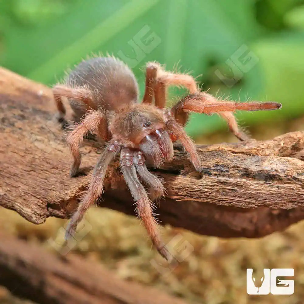 Pink Tarantula Husbandry Handbook: Pink Toe Tarantula (Avicularia
