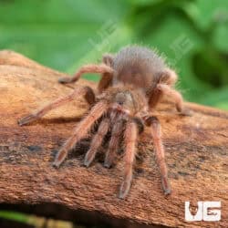 Mexican Pink Tarantula (Brachypelma klaasi) For Sale - Underground Reptile