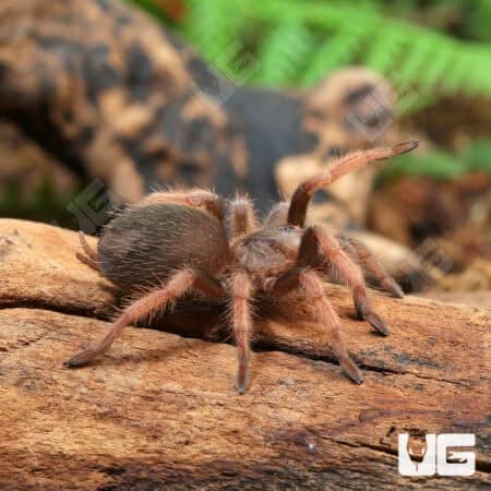 Mexican Pink Tarantula (Brachypelma klaasi) For Sale - Underground Reptile