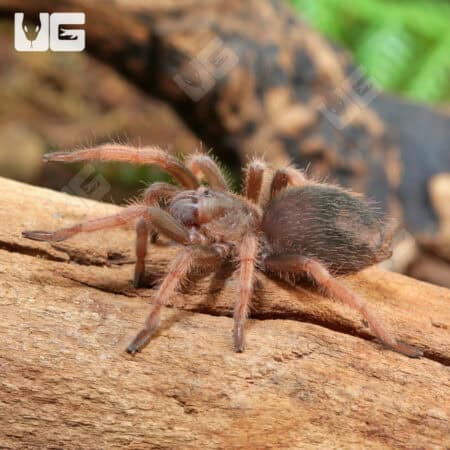 Mexican Pink Tarantula (Brachypelma klaasi) For Sale - Underground Reptile