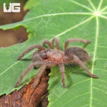Mexican Rose Grey Tarantula (Brachypelma verdezi) For Sale - Underground Reptiles