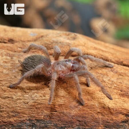 Mexican Rose Grey Tarantula (Brachypelma verdezi) For Sale - Underground Reptiles