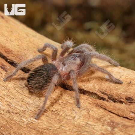 Mexican Rose Grey Tarantula (Brachypelma verdezi) For Sale - Underground Reptiles