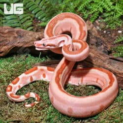 Female Pos Super Hypo Labyrinth Boa For Sale - Underground Reptiles