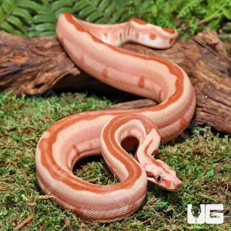 Female Pos Super Hypo Labyrinth Boa For Sale - Underground Reptiles