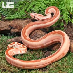 Female Pos Super Hypo Labyrinth Boa For Sale - Underground Reptiles