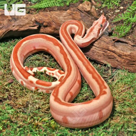 Female Pos Super Hypo Labyrinth Boa For Sale - Underground Reptiles